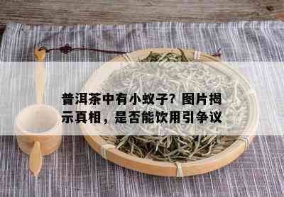 普洱茶中有小蚁子？图片揭示真相，是否能饮用引争议