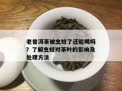 老普洱茶被虫蛀了还能喝吗？了解虫蛀对茶叶的影响及处理方法