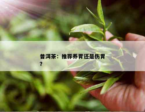 普洱茶：推荐养胃还是伤胃？