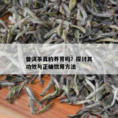 普洱茶真的养胃吗？探讨其功效与正确饮用方法