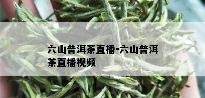 六山普洱茶直播-六山普洱茶直播视频