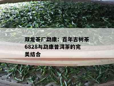 双龙茶厂勐康：百年古树茶6828与勐康普洱茶的完美结合