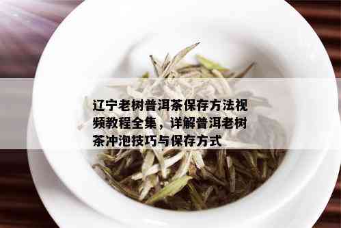 辽宁老树普洱茶保存方法视频教程全集，详解普洱老树茶冲泡技巧与保存方式