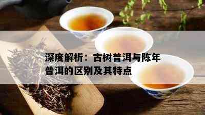 深度解析：古树普洱与陈年普洱的区别及其特点