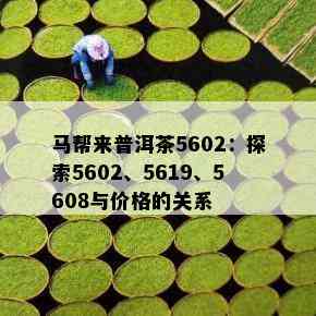 马帮来普洱茶5602：探索5602、5619、5608与价格的关系