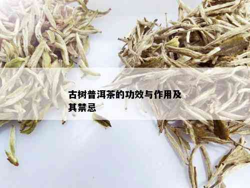 古树普洱茶的功效与作用及其禁忌