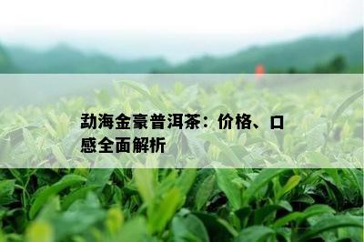 勐海金豪普洱茶：价格、口感全面解析