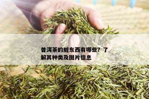 普洱茶的脏东西有哪些？了解其种类及图片信息