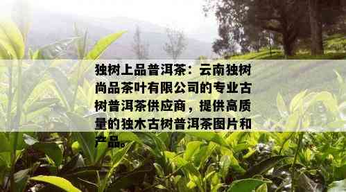 独树上品普洱茶：云南独树尚品茶叶有限公司的专业古树普洱茶供应商，提供高质量的独木古树普洱茶图片和产品。