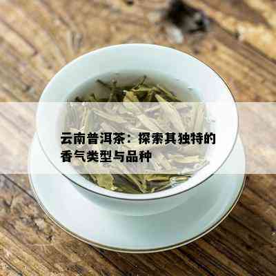 云南普洱茶：探索其独特的香气类型与品种