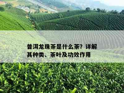 普洱龙珠茶是什么茶？详解其种类、茶叶及功效作用