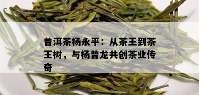 普洱茶杨永平：从茶王到茶王树，与杨普龙共创茶业传奇