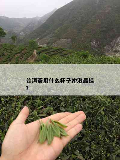 普洱茶用什么杯子冲泡更佳？