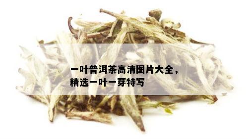 一叶普洱茶高清图片大全，精选一叶一芽特写