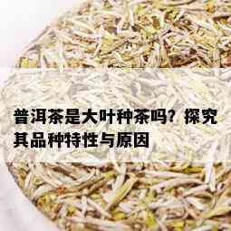 普洱茶是大叶种茶吗？探究其品种特性与原因