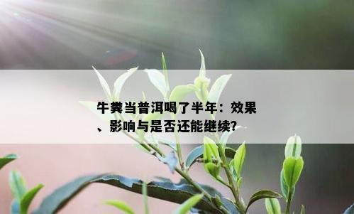 牛粪当普洱喝了半年：效果、影响与是否还能继续？