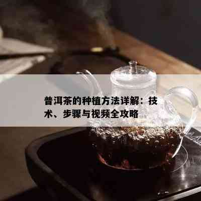 普洱茶的种植方法详解：技术、步骤与视频全攻略