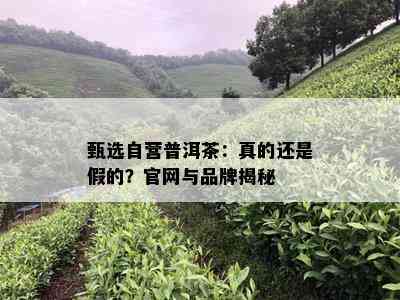 甄选自营普洱茶：真的还是假的？官网与品牌揭秘