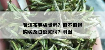 普洱茶芽尖贵吗？值不值得购买及口感如何？附图