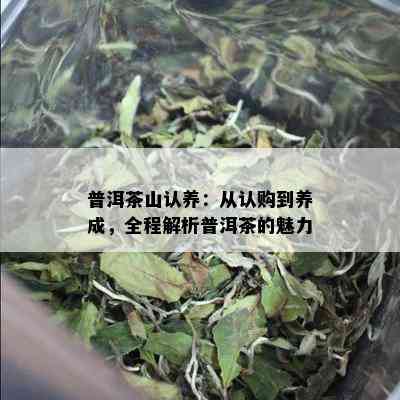 普洱茶山认养：从认购到养成，全程解析普洱茶的魅力