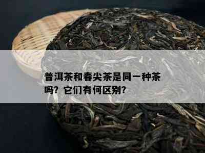 普洱茶和春尖茶是同一种茶吗？它们有何区别？