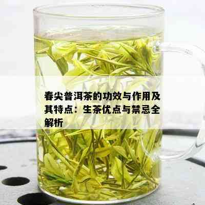 春尖普洱茶的功效与作用及其特点：生茶优点与禁忌全解析