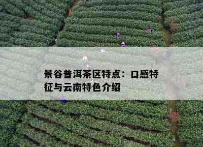 景谷普洱茶区特点：口感特征与云南特色介绍