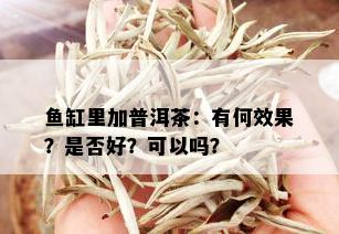 鱼缸里加普洱茶：有何效果？是否好？可以吗？