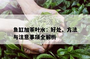 鱼缸加茶叶水：好处、方法与注意事项全解析