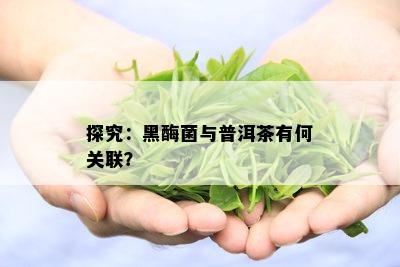 探究：黑酶菌与普洱茶有何关联？