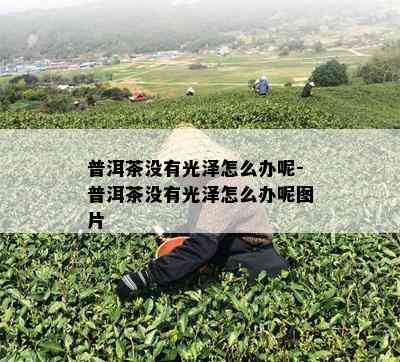 普洱茶没有光泽怎么办呢-普洱茶没有光泽怎么办呢图片