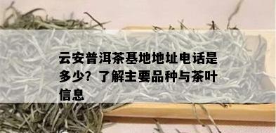 云安普洱茶基地地址电话是多少？了解主要品种与茶叶信息