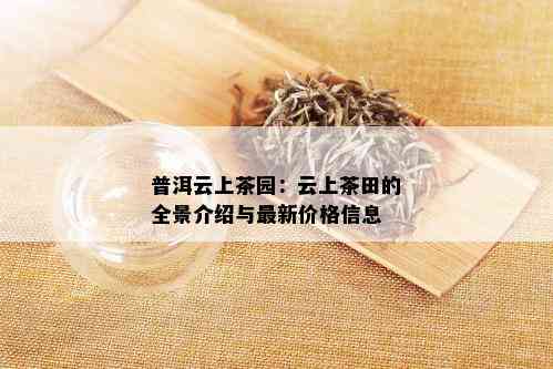 普洱云上茶园：云上茶田的全景介绍与最新价格信息