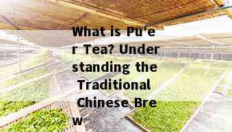 What is Pu'er Tea? Understanding the Traditional Chinese Brew