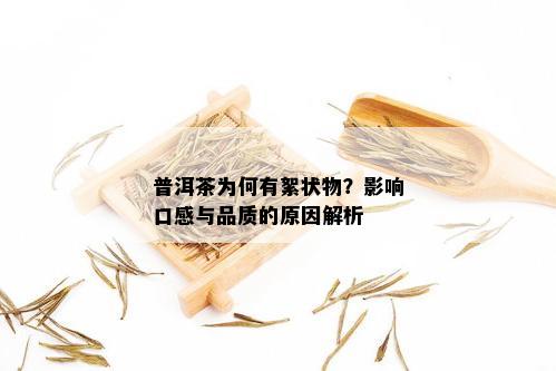 普洱茶为何有絮状物？影响口感与品质的原因解析