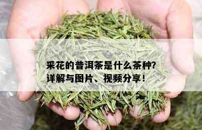 采花的普洱茶是什么茶种？详解与图片、视频分享！