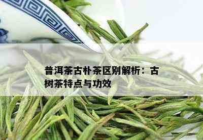 普洱茶古朴茶区别解析：古树茶特点与功效