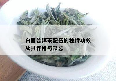 白蒿普洱茶配伍的独特功效及其作用与禁忌