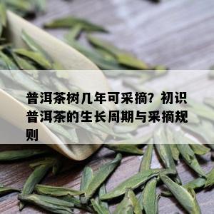 普洱茶树几年可采摘？初识普洱茶的生长周期与采摘规则