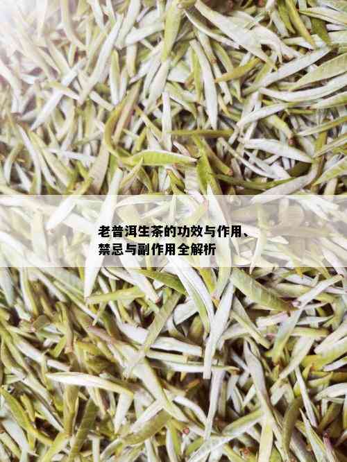 老普洱生茶的功效与作用、禁忌与副作用全解析