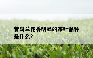 普洱兰花香明显的茶叶品种是什么？