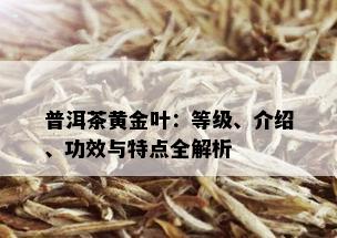 普洱茶黄金叶：等级、介绍、功效与特点全解析