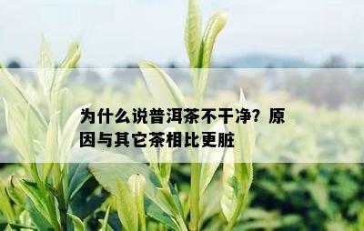 为什么说普洱茶不干净？原因与其它茶相比更脏