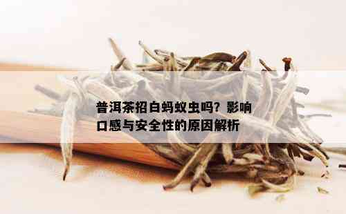 普洱茶招白蚂蚁虫吗？影响口感与安全性的原因解析