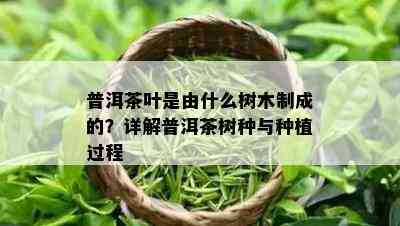 普洱茶叶是由什么树木制成的？详解普洱茶树种与种植过程