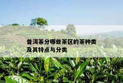 普洱茶分哪些茶区的茶种类及其特点与分类