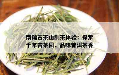 南糯古茶山制茶体验：探索千年古茶园，品味普洱茶香