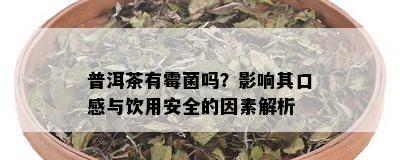 普洱茶有霉菌吗？影响其口感与饮用安全的因素解析