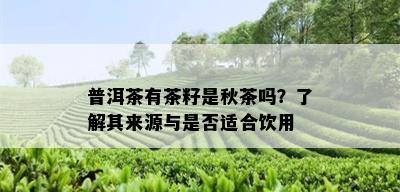 普洱茶有茶籽是秋茶吗？了解其来源与是否适合饮用