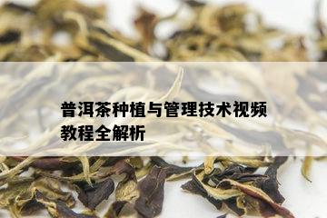 普洱茶种植与管理技术视频教程全解析